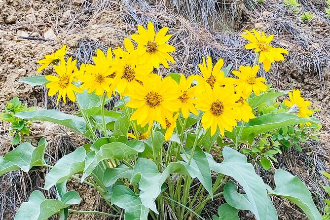Scenic Float on the Salmon River - Half Day - An Introduction to the Salmon River Scenic Float