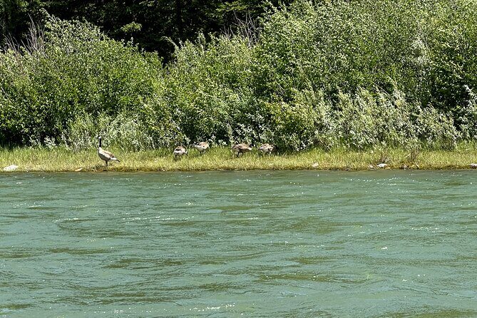 Scenic Float Trip on the Snake River in Grand Teton National Park - Authentic Travel Experiences and Real Guest Perspectives