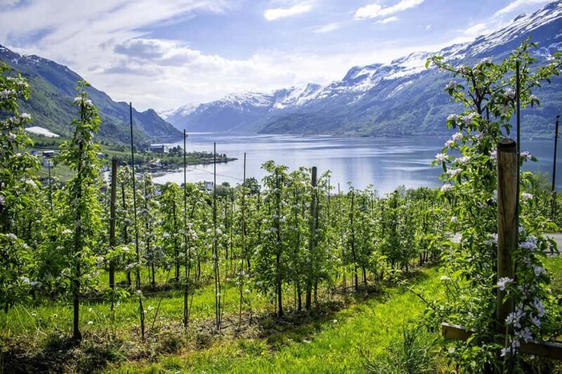 Scenic Hardanger Fjord and waterfalls  Guided bus tour - The Sum Up