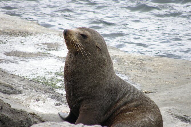 Scenic South Wairarapa Full Day Tour from Wellington - FAQs