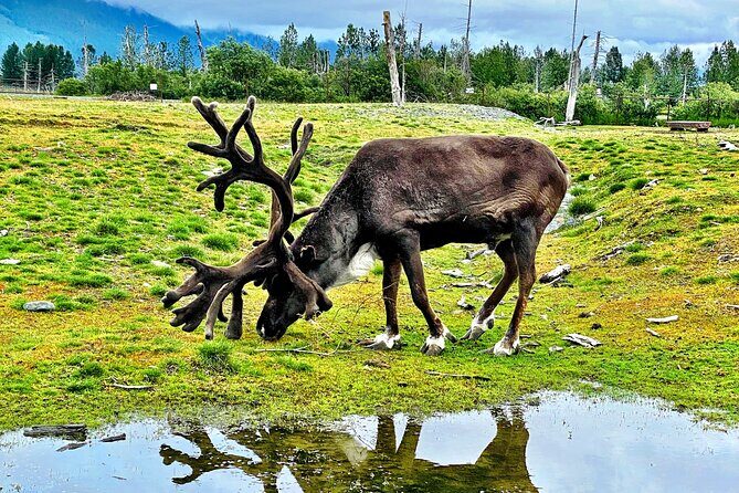 Scenic Tour to Wildlife Center from Anchorage - FAQ