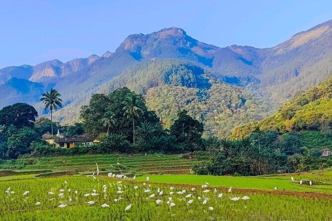 Scenic Train Ride from Kandy & 3 Temples - Highlights Tour - Who Is This Tour Best For?