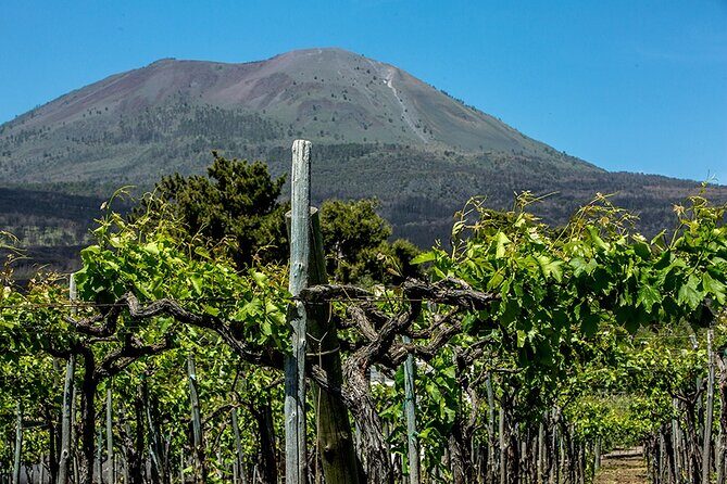 Scenic Wine Tasting & Lunch on the Slopes of Vesuvius from Naples - Key Points