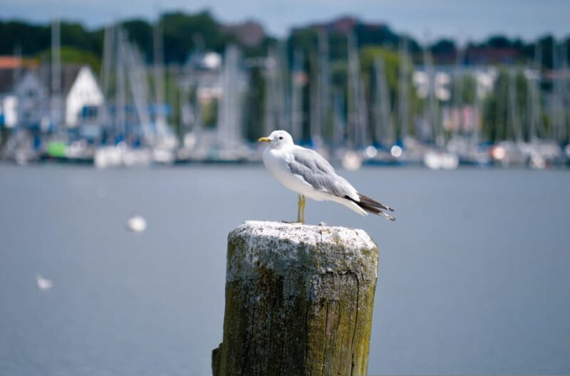 Schleswig: Highlights tour (cathedral, old town, Holm, city harbor) - An In-Depth Look at the Schleswig Highlights Tour