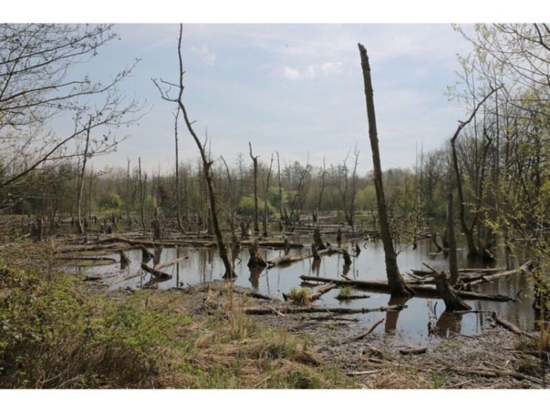 Schwalmtal: Brüggen Lakeside Segway Tour - Who Will Love This Tour?