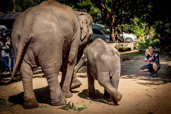 Scooter Adventure with elephants, views and FUN drive yourself - Who Is This Tour Best For?