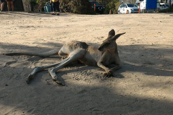 Scooter Wildlife & Sunset Tour - FAQ