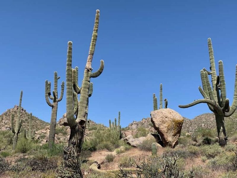 Scottsdale: Guided Mountain Bike Tour through the Desert - An In-Depth Look at the Experience