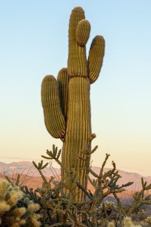 Scottsdale: McDowell Sonoran Preserve Hiking Tour - Scottsdale: McDowell Sonoran Preserve Hiking Tour – A Deep Dive into Arizona’s Natural Beauty