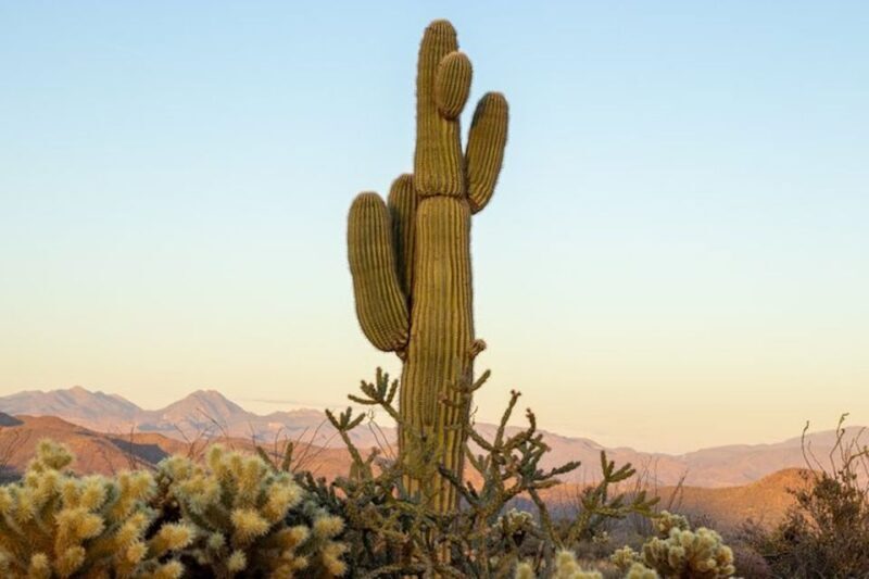 Scottsdale: McDowell Sonoran Preserve Hiking Tour - Why You Should Consider This Tour