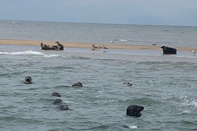 Scroby Sands Seal Watching - Practical Details and Booking Insights