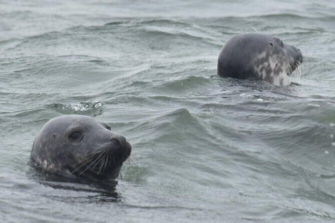 Scroby Sands Seal Watching - Final Thoughts