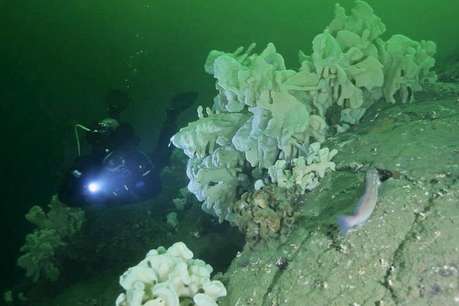 Scuba Dive Boat Charter in Vancouver (Certified Divers Only!) - Introduction