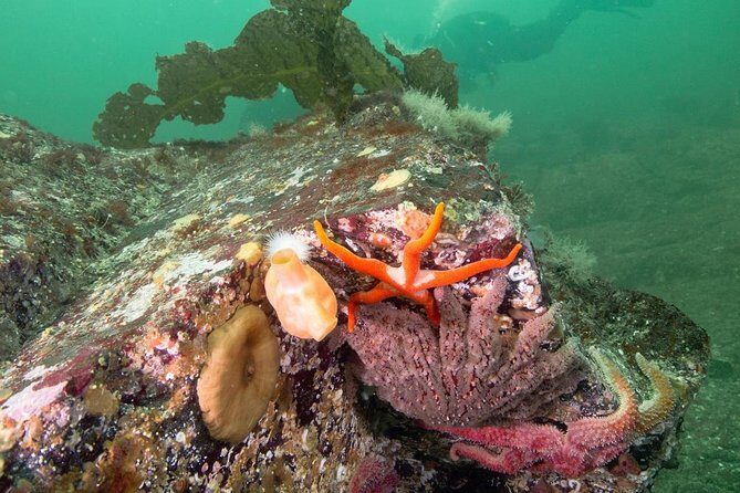 Scuba Dive Boat Charter in Vancouver (Certified Divers Only!) - FAQ