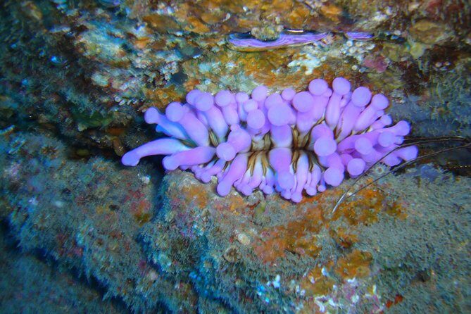 Scuba Dive excursion for Beginners in a Turtle Area - An In-Depth Look at the Experience