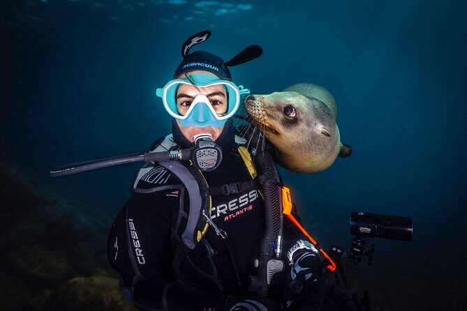 Scuba Dive in La Paz: Sea Lions, Turtles, Fish Schools and Wrecks - The Sum Up