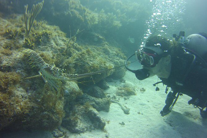 SCUBA Dive Key Largo Reef (min 6 divers) - Who Would Enjoy This Tour?