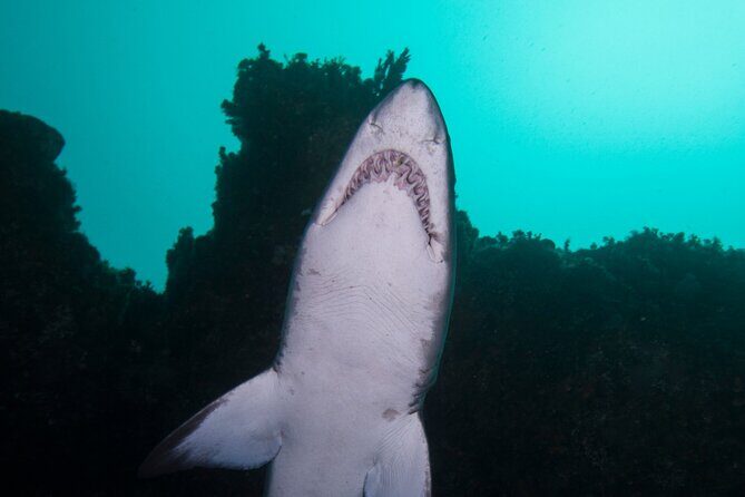 Scuba Dive With Grey Nurse Sharks in Bushrangers Bay - An Honest Look at the Tour Experience
