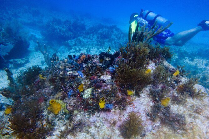 Scuba Diver Certification Course - Introduction