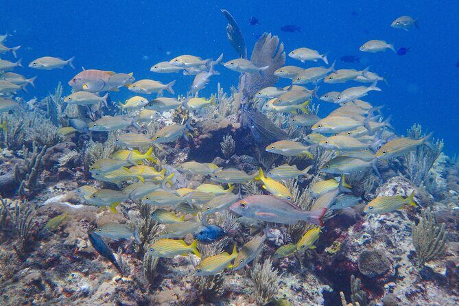 Scuba Diver Certification Course - The Certification and Future Diving Opportunities