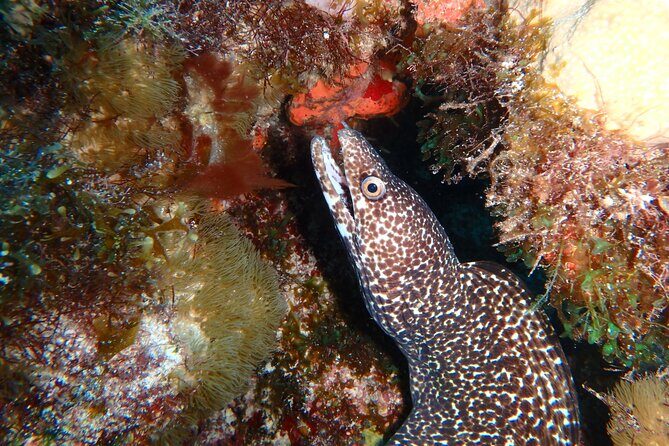 Scuba Diver Certification Course - The Review Highlights