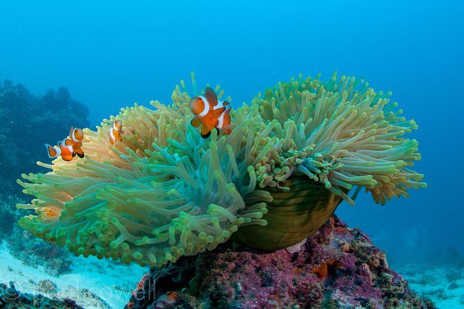 Scuba Diver Course (PADI) - Final Thoughts