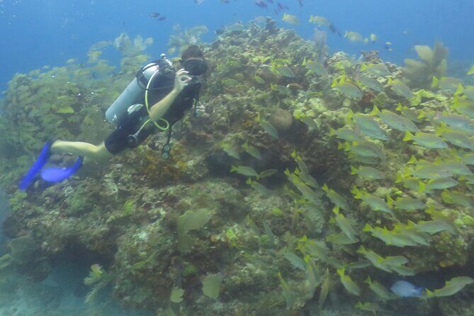 Scuba Diving (1st time) in Cancun Beginner's WELCOMED! - FAQ