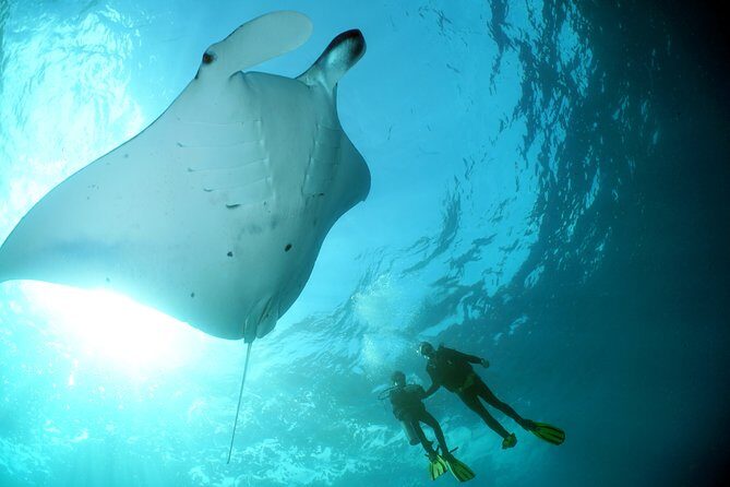 Scuba Diving 3 dives including Manta Rays at Nusa Penida - An In-Depth Look at the Nusa Penida Scuba Experience