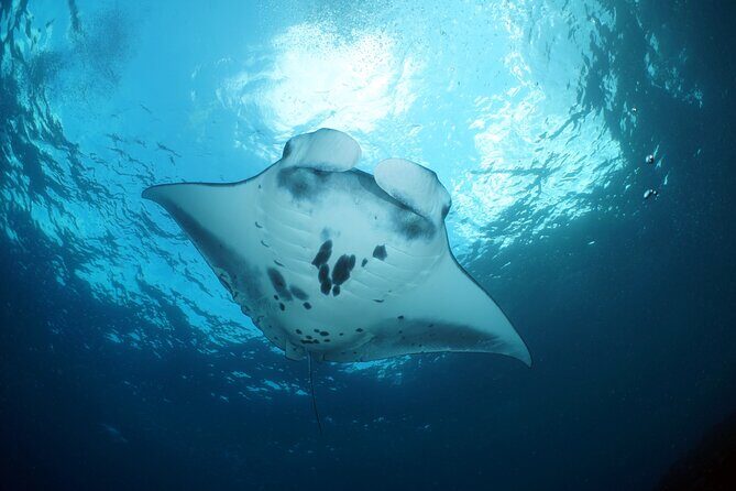 Scuba Diving 3 dives including Manta Rays at Nusa Penida - FAQ