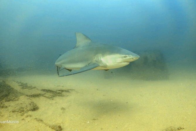 Scuba Diving adventure Cabo pulmo - What Makes This Scuba Tour Stand Out?