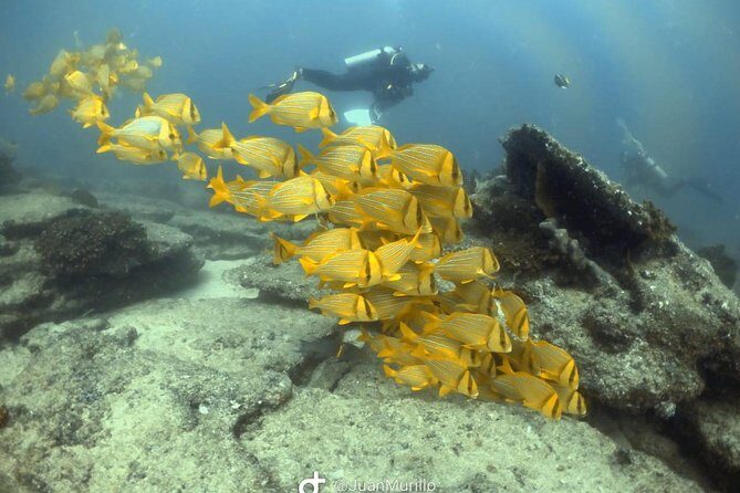 Scuba Diving adventure Cabo pulmo - Who Will Love This Tour?