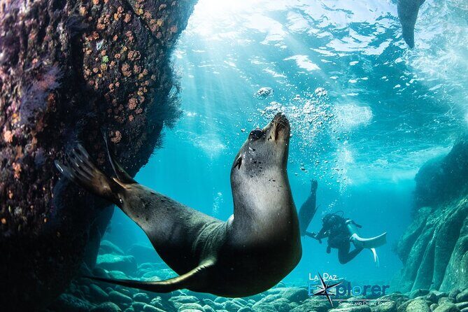 Scuba Diving Adventure in La Paz - Starting the Day: Meet and Greet at the Muelle Fiscal Docks