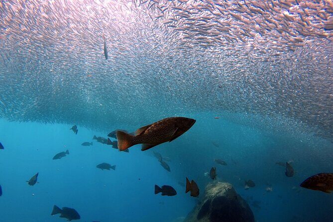 Scuba Diving Adventure in La Paz - What the Reviews Say