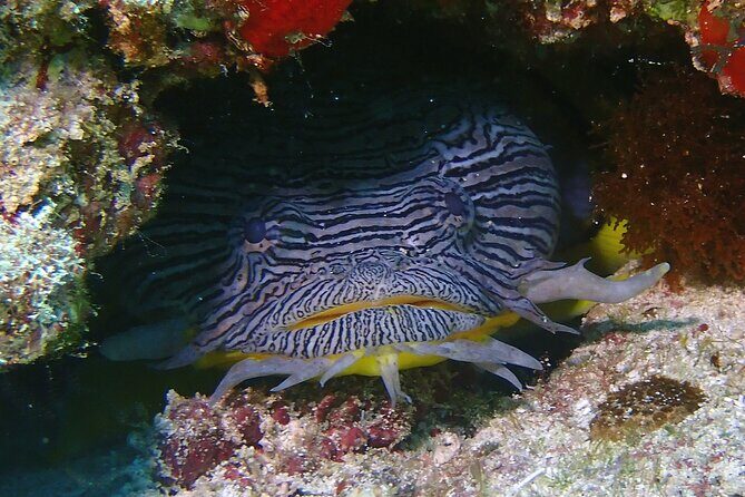 Scuba Diving Adventure WITHOUT CERTIFICATION! Try it today! - Practical Tips for Travelers