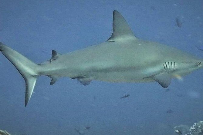 Scuba Diving Adventure WITHOUT CERTIFICATION! Try it today! - FAQ