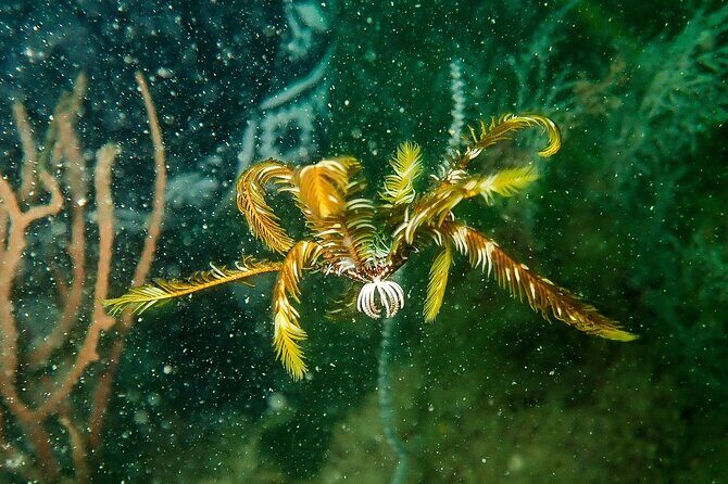 Scuba Diving Adventures in Singapore's Local Waters - FAQ