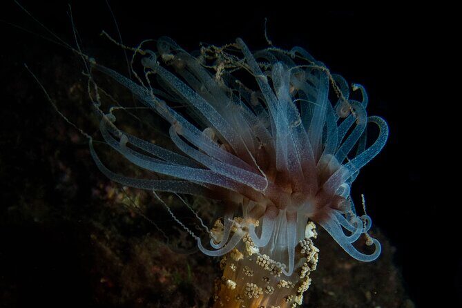 Scuba Diving Albufeira-Double Dive Trip - Frequently Asked Questions