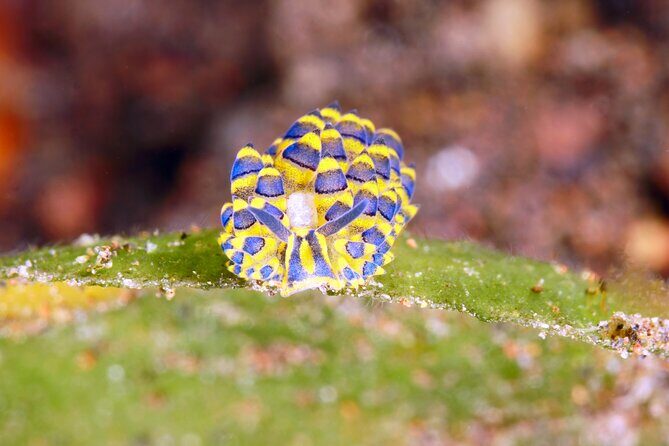 Scuba Diving at Tulamben macro dive sites - Analyzing the Experience: What You Can Expect in Detail