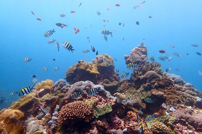 Scuba Diving at Tulamben USAT Liberty Wreck - FAQ