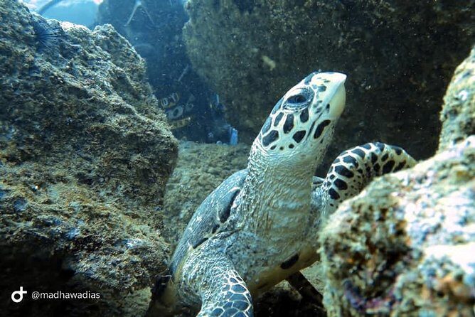 Scuba Diving at Unawatuna - FAQ