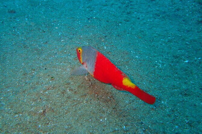 Scuba Diving Experience at Arguineguin and Puerto Rico - What is the Scuba Diving Experience in Gran Canaria?