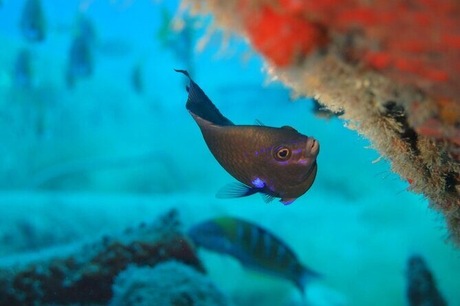 Scuba Diving Experience at Arguineguin and Puerto Rico - Who Is This Tour Best For?