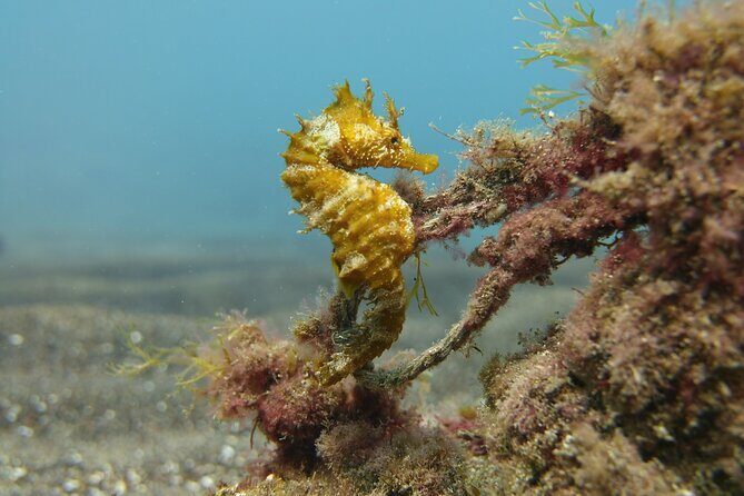 Scuba Diving Experience for Beginners in Gran Canaria - Who Will Love This Tour?