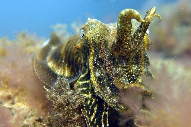 Scuba Diving Experience for Beginners in Gran Canaria - FAQ