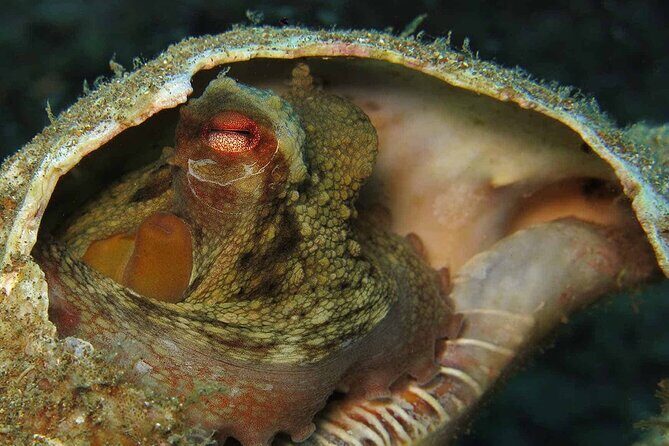 Scuba Diving Experience for Beginners in Ponta de São Lourenço - Reviews: Real Experiences, Real Impressions