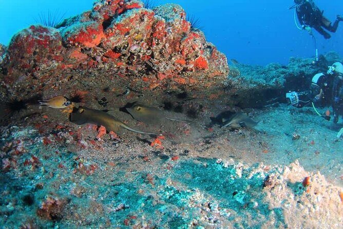 Scuba Diving Experience for Beginners in Ponta de São Lourenço - Final Thoughts: Who Should Consider This Tour?