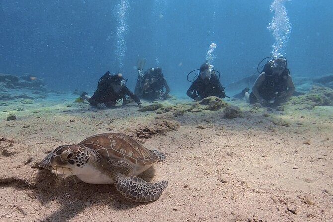 Scuba Diving Experience + Free Edited Video - The Experience: What You Can Expect from Start to Finish