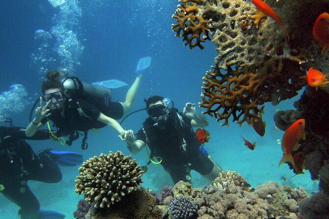 Scuba Diving Experience in Alanya With Lunch and 2 Dives - What to Expect from the Tour