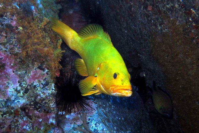 Scuba Diving Experience in Madeira - Introduction: An Authentic Underwater Adventure in Madeira