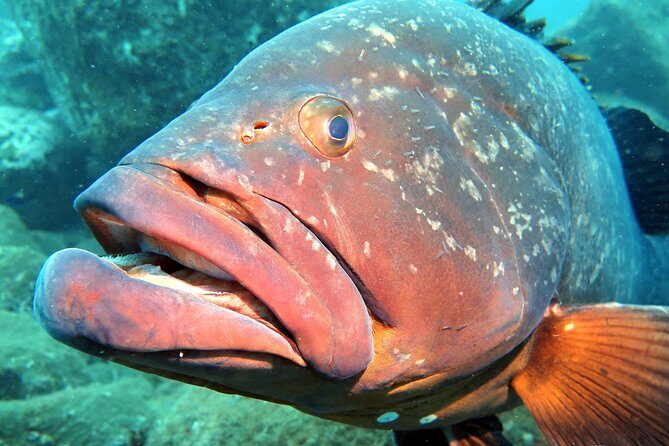 Scuba Diving Experience in Madeira - Authentic Reviews and Insights